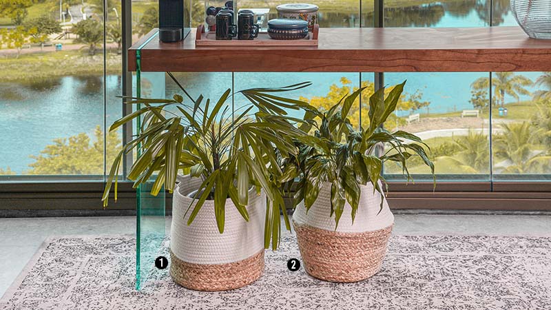 Cestos com plantas